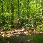 De Fazant